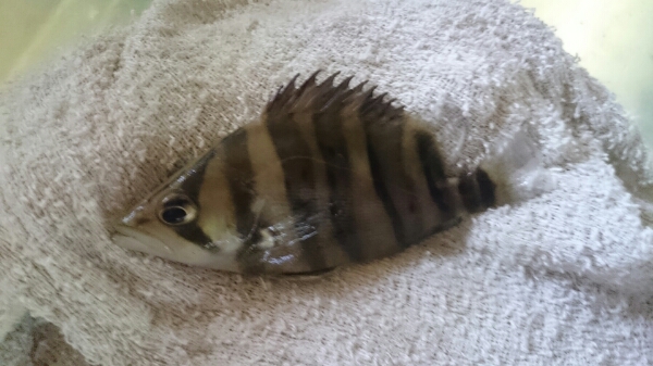 ダトニオプラスワン_1