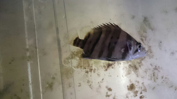 ダトニオプラスワン_2