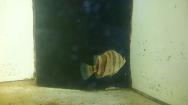 ダトニオプラスワン_3