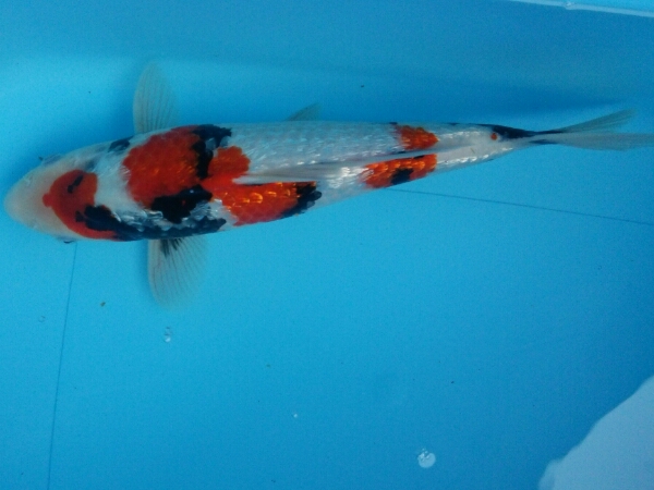 山古志産錦鯉 ダイヤ昭和 30cm