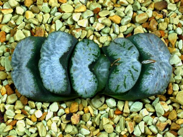 多肉植物　ハオルチア　玉扇　白麗