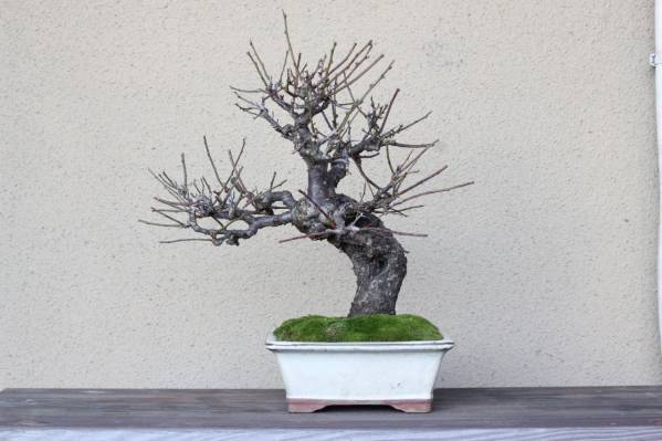 【大放出!】古い中品白梅ウメ甲州青軸系？格安~売り切り！