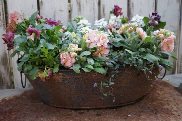 ４０cm錆び色ティン鉢ゴージャス春色ストック＆パンジー寄せ植え