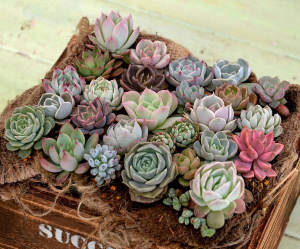 多肉植物10 ハオルチア コレクタ錦 CC7特良ユニオンタイプ極上斑