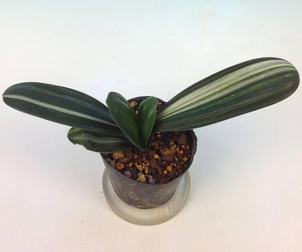 0219-12 君子蘭 國蘭錦 10.5cmポット