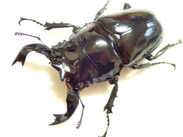 【富山のクワ貧】M.タランドゥス♂71mm，♀47mmペア①