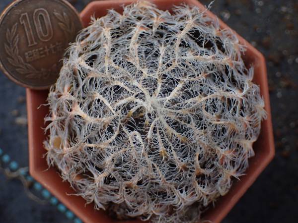 ハオルチア　ギガス（セタータ）　実生選抜