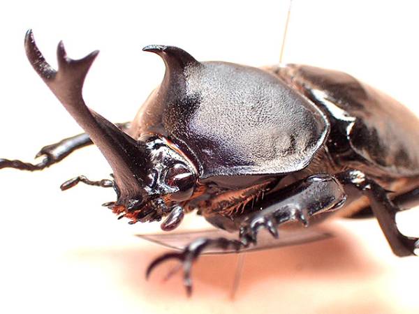 ☆クメジマカブト♂63mm標本☆