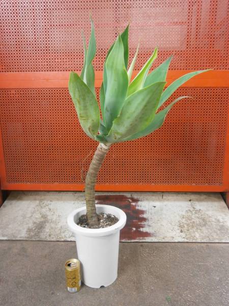 ☆アガベ・アテナータ☆７号サイズ☆９０cm！　Ｙ