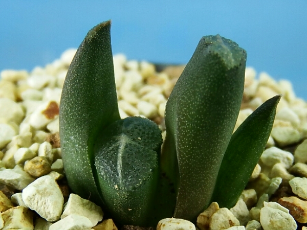 万象 多肉植物 ハオルチア 観葉植物」の人気商品一覧 | 安い商品 多肉