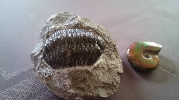 ★　三葉虫とアンモライトのセット　★_1