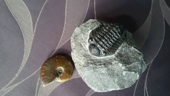 ★　三葉虫とアンモライトのセット　★_2