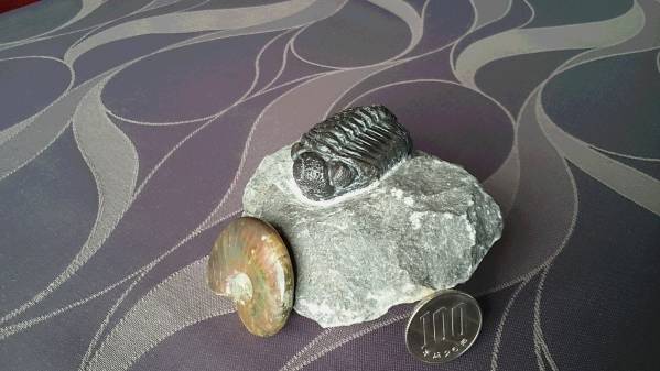 ★　三葉虫とアンモライトのセット　★_3