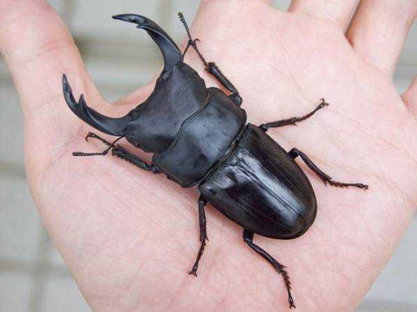 ◆能勢YG ♂82.5mm ♀53.8mm ♀53.0mmB