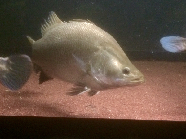 熱帯魚 | citytweewielers.nl
