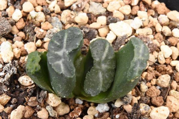 多肉植物　ハオルチア・緑紋コンゲスタ玉扇