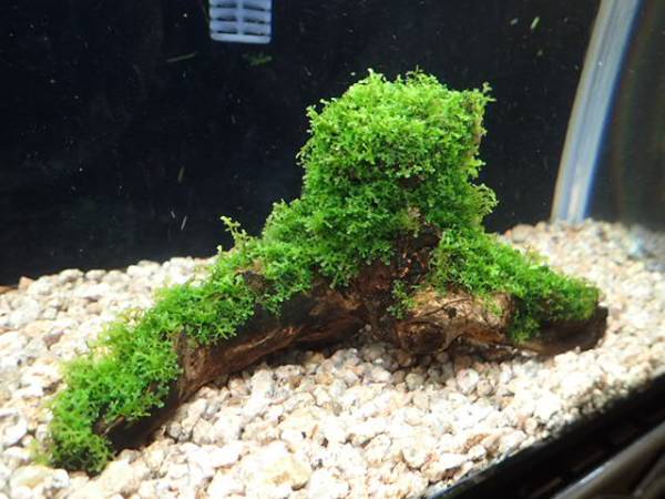 プレミアムモス 流木活着 完全無農薬 ウィローモス 売買されたオークション情報 Yahooの商品情報をアーカイブ公開 オークファン Aucfan Com