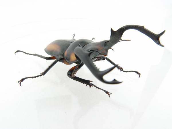 スペキオススシカクワガタ新成虫♂♀♀トリオ
