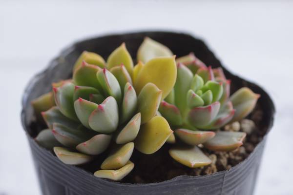 ★多肉植物★　キヒルネリアナ　（根つき）_1