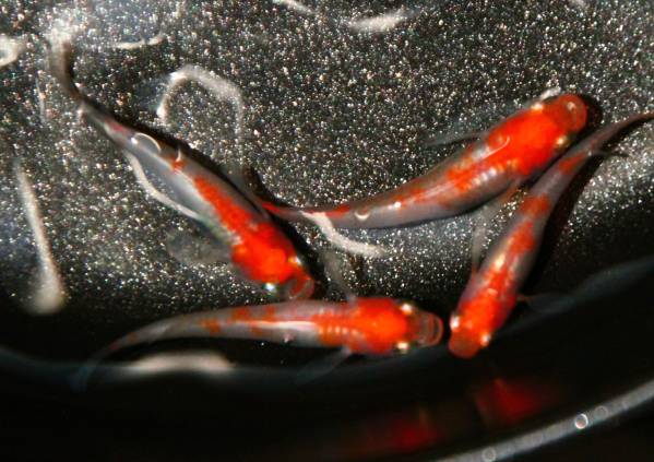 最強錦☆最強紅白錦メダカ「紅娘錦」の有精卵20個＋α