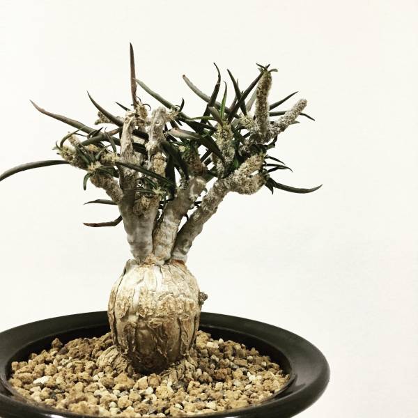 ユーフォルビア ワリンギアエ マダガスカル Euphorbia waringiae
