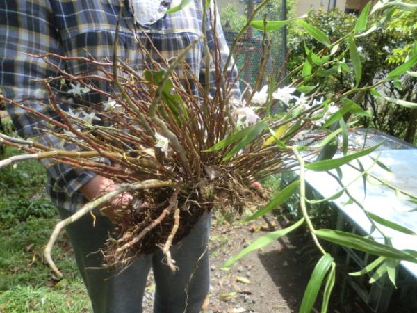 山野草 大きいセッコク 特大株 4 四季の山野草（セッコク） 【公式通販】