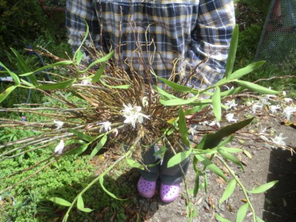 山野草 大きいセッコク 特大株 4 四季の山野草（セッコク） 【公式通販】