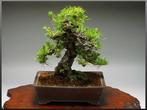 【静岡】252U 中品 盆栽 黒松 日本 鉢付 樹高42cm