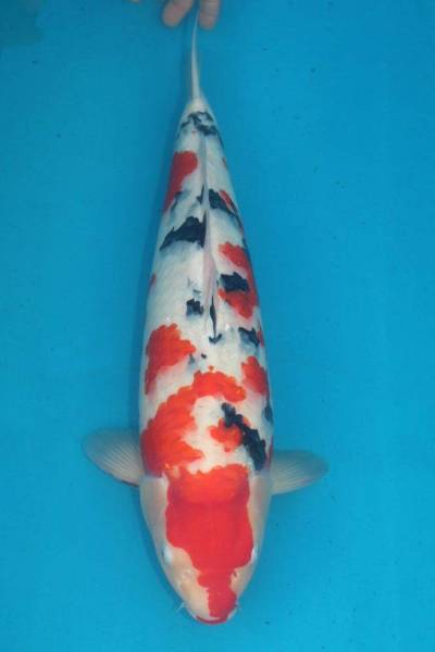 DIRECT鯉　室生産　当歳　大正三色　50cm（0520-6）