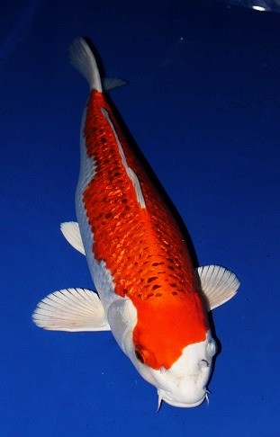 ★錦鯉★　銀鱗銀河　　52㎝　２才　　メス