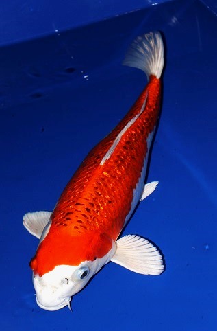 ★錦鯉★　銀鱗銀河　　52㎝　２才　　メス