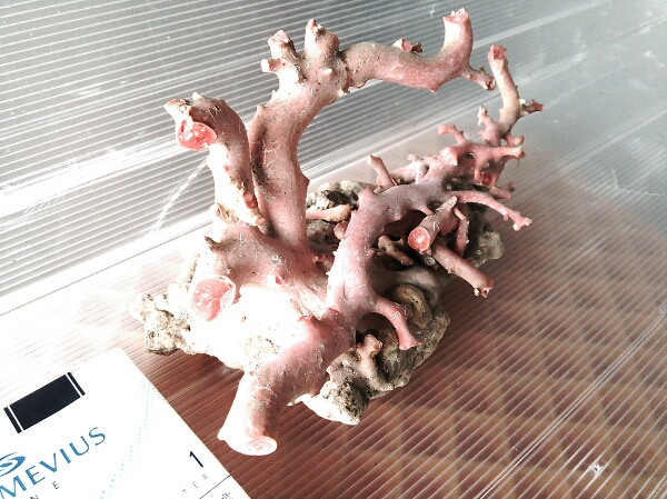 アクセサリー 本珊瑚 サンゴ ピアス 指輪 ルースパーツ 花 彫刻 まとめ