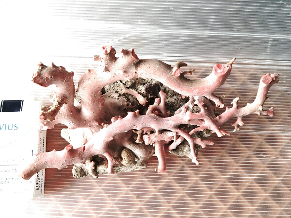 アクセサリー 本珊瑚 サンゴ ピアス 指輪 ルースパーツ 花 彫刻 まとめ