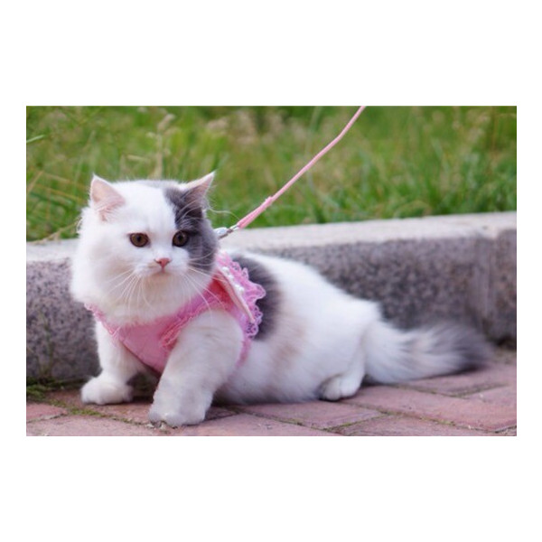 猫用 ハーネス お散歩用ハーネス 天使の羽ハーネス_1