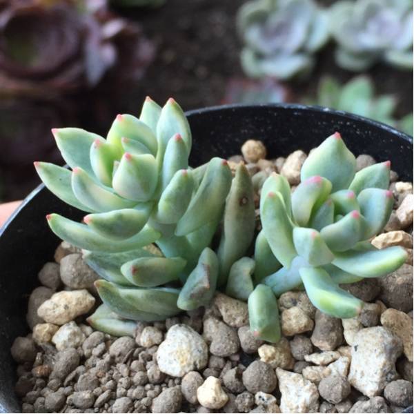 韓国産 リトルビューティ錦 斑入り 多肉植物