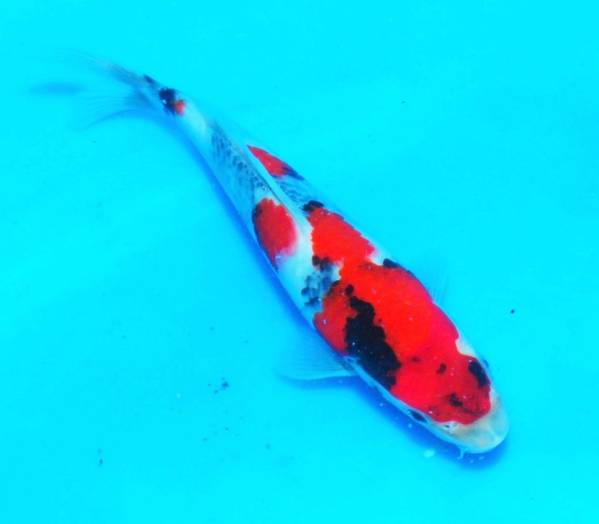 大日紅白 45センチ 雄雌不明 NO.2-2591 大家産 べっ甲45㎝