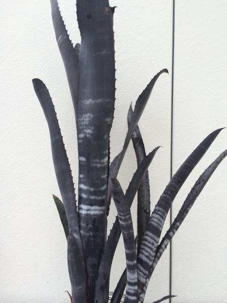 Billbergia Darth Vader 2株 Billbergia 'Darth Vader' 美株