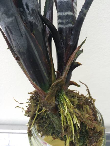 Billbergia Darth Vader 2株 Billbergia 'Darth Vader' 美株