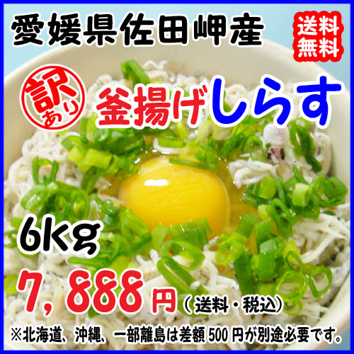 愛媛 訳あり 【 釜揚げしらす 】 6kg 宇和海の幸問屋