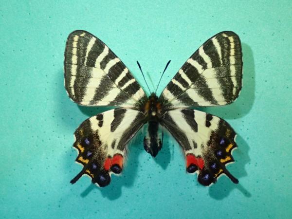 国産蝶標本 ギフチョウ Ａ♀　長野県・栄村 産