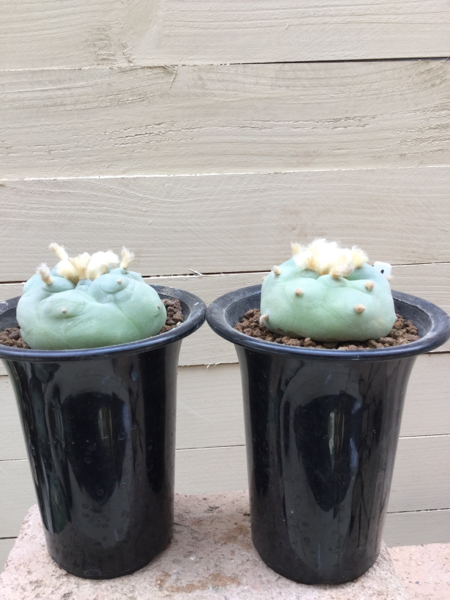 8月感謝祭セール ロフォフォラ 翠冠玉 幅8と7㎝