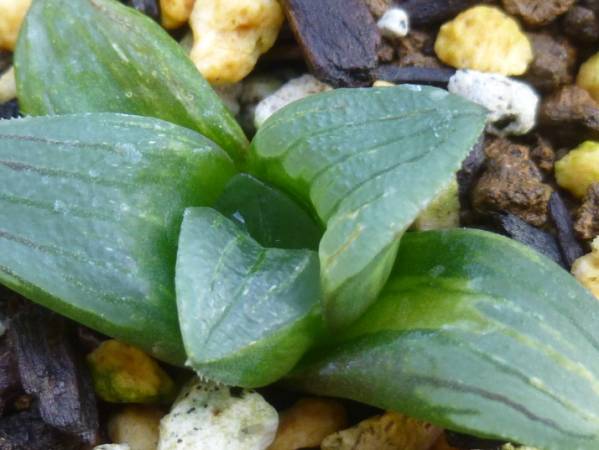 ◆ハオルチア　レツーサ(大型)　黄縞斑◆サボテン・多肉