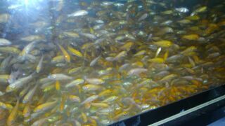 錦鯉　稚魚　８００～１２００匹　送料無料2