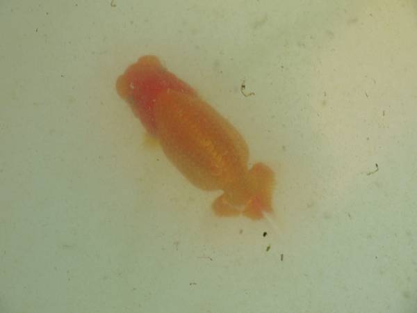 ★当歳素赤１２c　会用 NO２１★