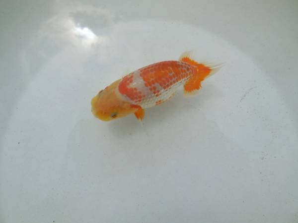 あざやからんちゅう 当歳魚 11㎝ ( 72 )