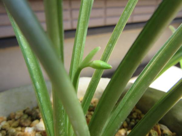 山野草～黄花！ギボウシ　ミラクルレモニー開花苗