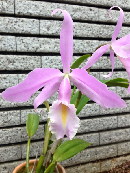 洋蘭カトレア原種 C maxima concolor select