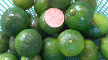 送料込（冷蔵）価格！！沖縄産訳ありシークヮーサー約5kg入り