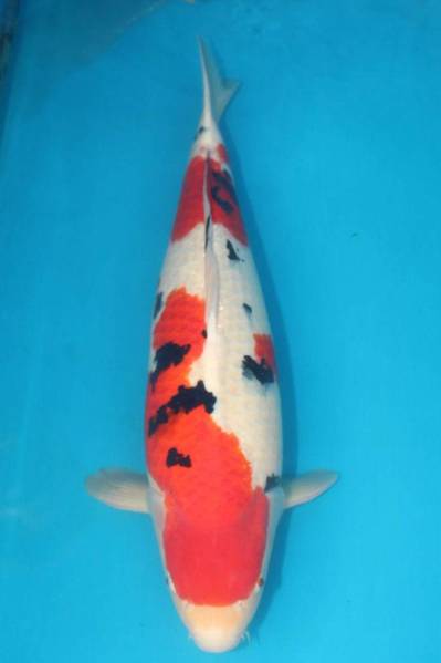 DIRECT鯉　室生産　3歳　大正三色　60cm（0922-4）