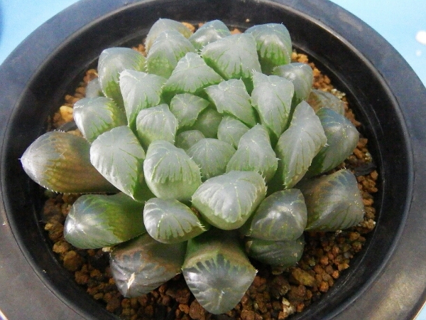 多肉植物 70 ハオルチア 夏まつり ドドソン紫オブツーサ サボテン 売買されたオークション情報 Yahooの商品情報をアーカイブ公開 オークファン Aucfan Com